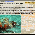 Scorpaenopsis macrochir - Flasher