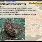 Scorpaenopsis neglecta - Bandtail