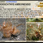 Pteroidichthys amboinensis - Ambon