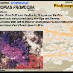 Rhinopias frondosa - Weedy