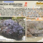 Synanceia verrucosa - Reef
