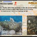 Synanceia nana - Arabian