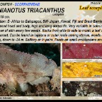 Taenianotus tricanthus - Leaf