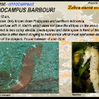 Hippocampus barbouri