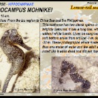 Hippocampus mohnikei