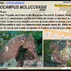 Hippocampus moluccensis
