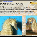 Hippocampus guttulatus
