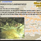 Corythoichthys flavofasciatus