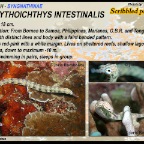 Corythoichthys intestinalis - Scribbled
