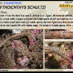 Corythoichthys schultzi - Schultz