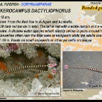 Dunckerocampus dactyliophorus - Banded