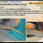 Dunckerocampus pessuliferus - Yellow