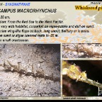 Halicampus macrorhynchus - Whiskered