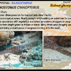Solenostomus cyanopterus - Robust