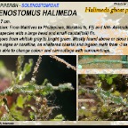 Solenostomus halimeda - Halimeda