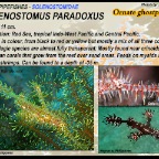Solenostomus paradoxus - Ornate