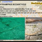 Trachyrhaphus bicoarctatus - Bend stick