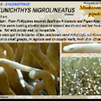 Siokunichthys nigrolineatus - Mushroom coral
