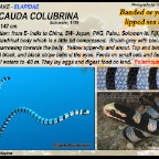 Laticauda colubrina - Banded sea krait