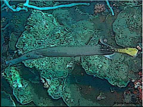 Trumpetfish-info