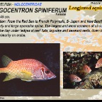 Sargocentron spiniferum - Long
