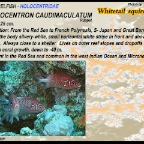 Sargocentron caudimaculatum - Whitetail