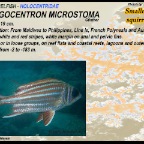 Sargocentron microstoma - Smallmouth