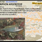 Neoniphon argenteus - Silver