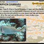 Neoniphon Sammara - Spotfin