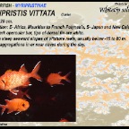 Myripristis vittata - Whitetip