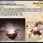 Saurida gracilis - Slender
