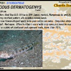 Synodus dermatogenys - Clearfin