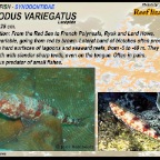 Synodus variegatus - Reef