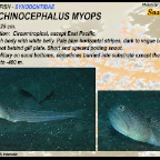 Trachinocephalus myops - Snakefish