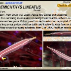 Diademichthys lineatus - Urchin