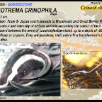 Discotrema crinophila - Crinoid