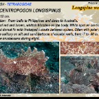 Paracentropogon longispinus - Longspine