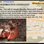 Richardsonichthys leucogaster - Whiteface