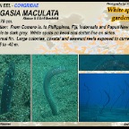 Gorgasia maculata - White spotted garden eel
