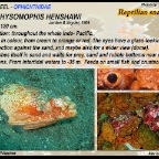 Brachysomophis henshawi - Reptilian snake eel