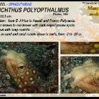 Ophichthus polyopthalmus - Many-eyed snake eel