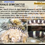 Leiuranus semicinctus - Saddled snake eel