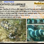 Myrichthys maculosus - Spotted snake eel