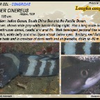 Ophichtus cephaloza - Dark-shouldered conger eel