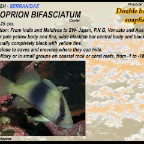 Diploprion bifasciatum - Double banded