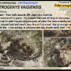 Centrogenys vaigiensis - False