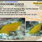 Pseudochromis fuscus - Dusky