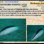 Pseudochromis perspicillatus - Blackstripe