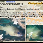 Apogon chrysopomus - Cheekspot