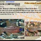 Apogon compressus - Ochre-striped